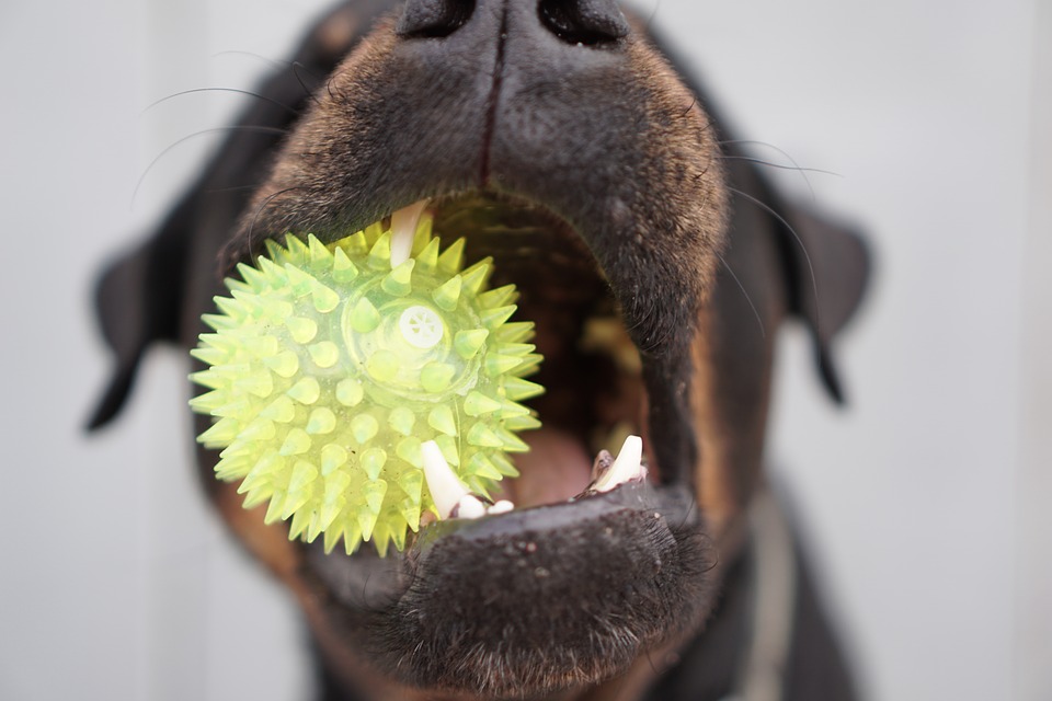 Hund viser tænder og bider i bold